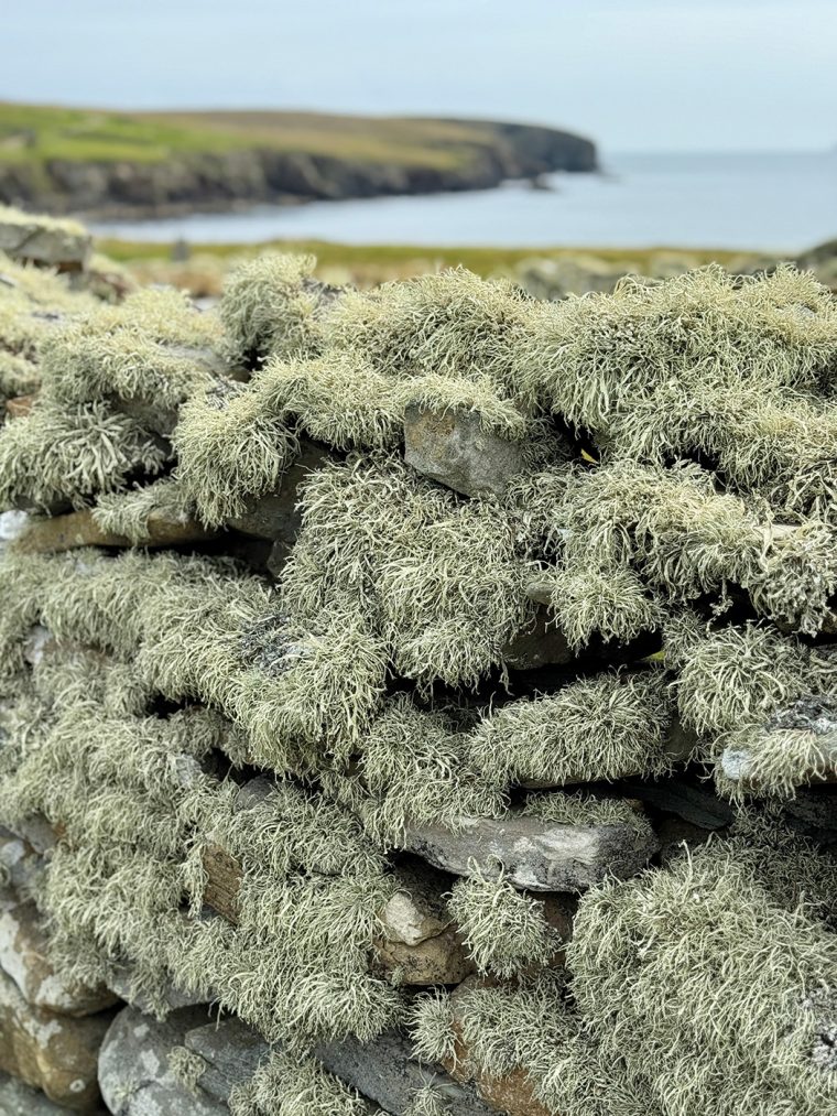 Ruth Brownlee | 60° North X