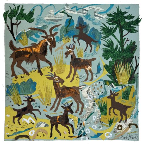 Welsh Primitive Goats