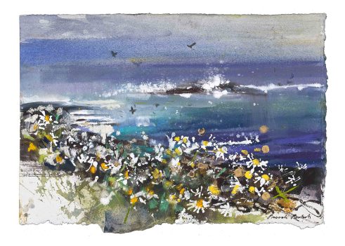 Seaside Daisy, Farne Islands