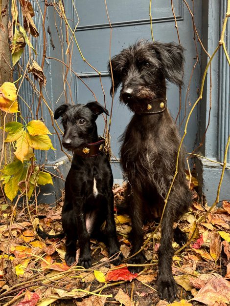 Collage con Brio! at The Scottish Gallery