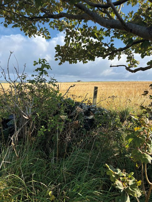 Kirkwall landscape by Kevin Gauld’s studio