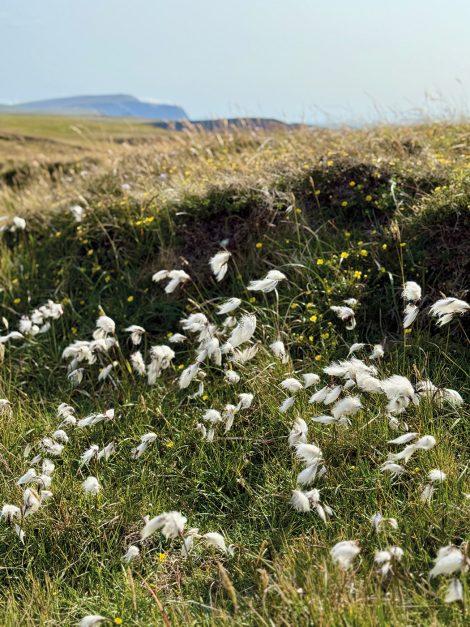 The Northern Isles | Part II at The Scottish Gallery
