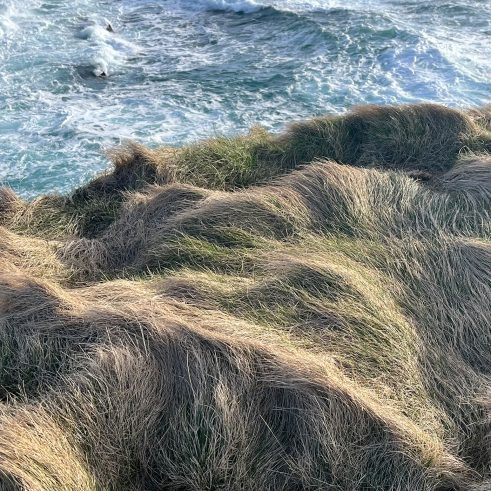 Tussocks and Sea