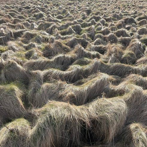 Tussocks