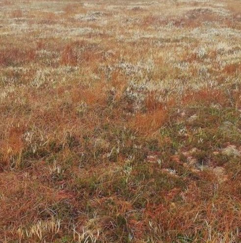 Waulkmill to Orphir Heather