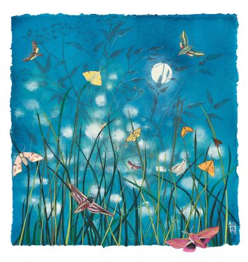 A Lepidopterist’s Dream