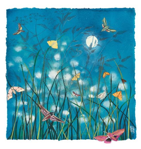 A Lepidopterist’s Dream