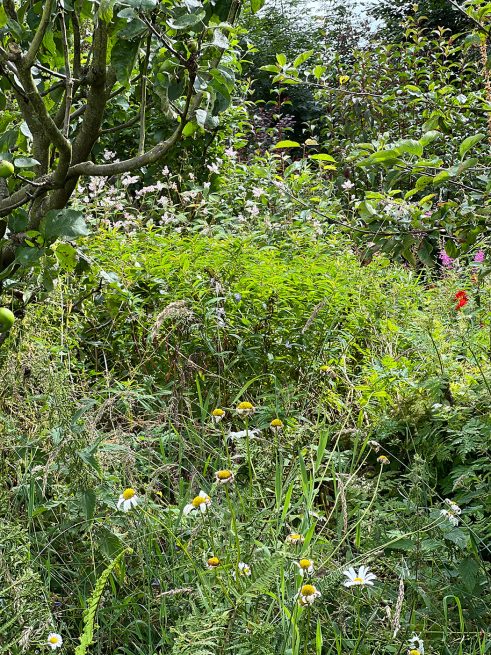 Sheila Anderson-Hardy’s garden, 2026