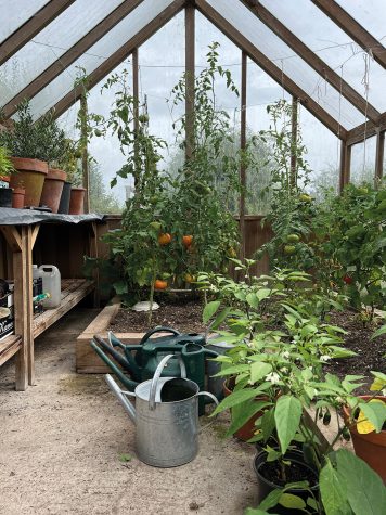 Sheila Anderson-Hardy’s greenhouse, 2026