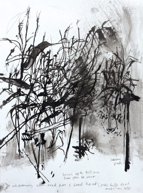 Reed Bed Field Study I