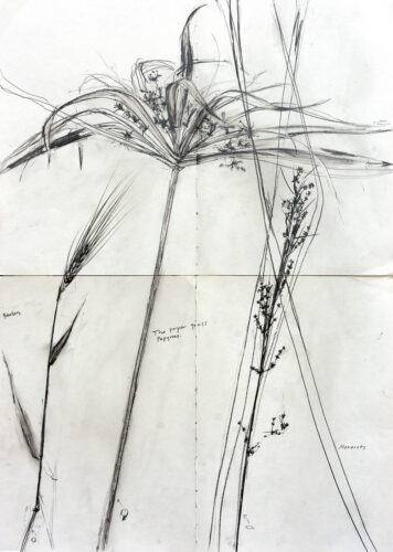 Monocots