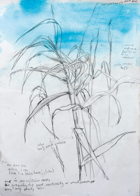 Reed Bed Field Study II