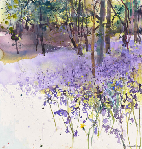 A Forest full of Bluebells