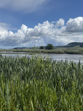Kate Downie at Errol Reedbeds, 2026