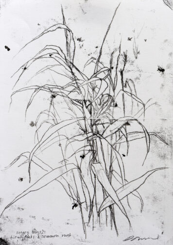 Reedbed with Biting Flies