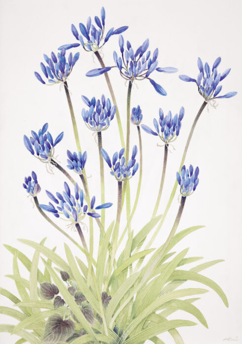 Agapanthus and Viola