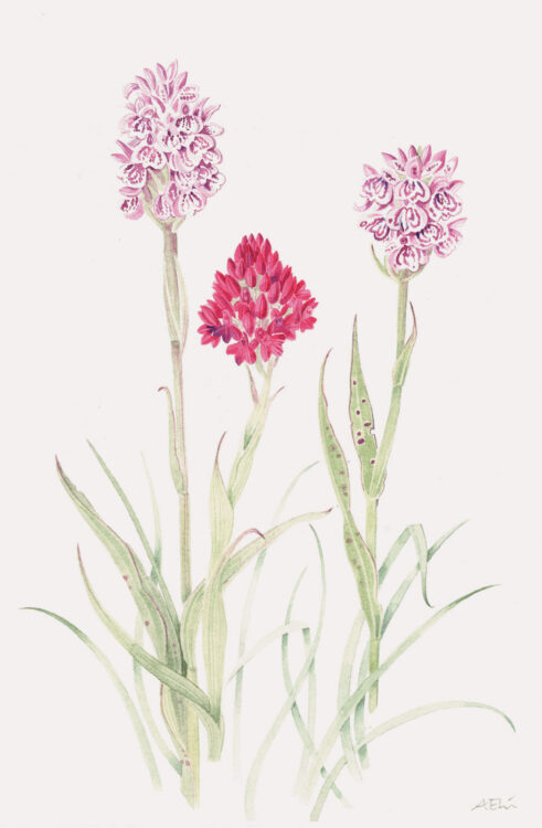 Three Orchids