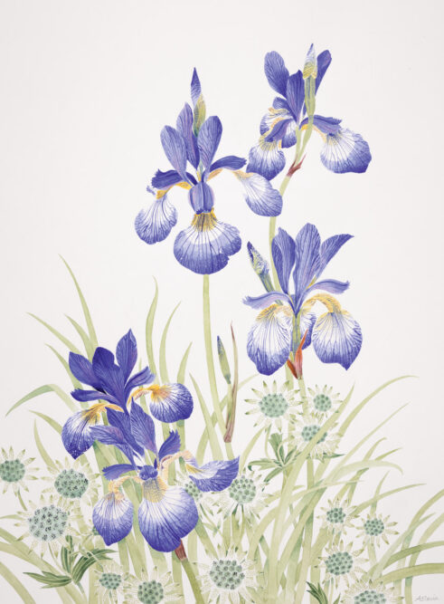 Iris and Astrantia