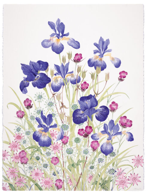 Iris, Astrantia and Pinks