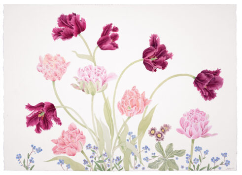 Tulips and Late Auricula