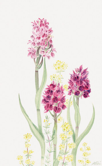 Orchids and Bedstraw