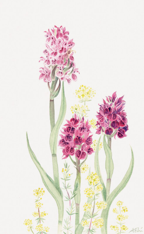 Orchids and Bedstraw