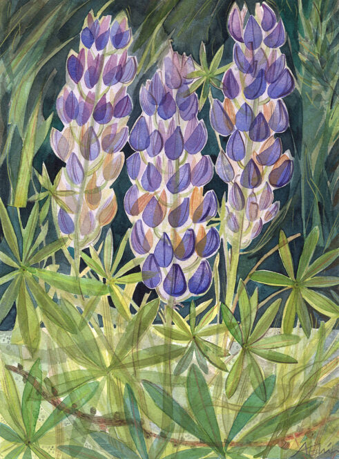 Riverbank Lupins